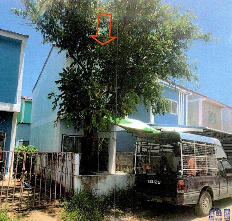 กระทุ่มราย หนองจอก กรุงเทพมหานคร